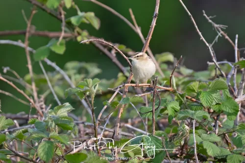 11 May 2025 : Marshland near Seascale, Cumbria - Sedge Warbler