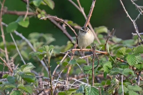 11 May 2025 : Marshland near Seascale, Cumbria - Sedge Warbler