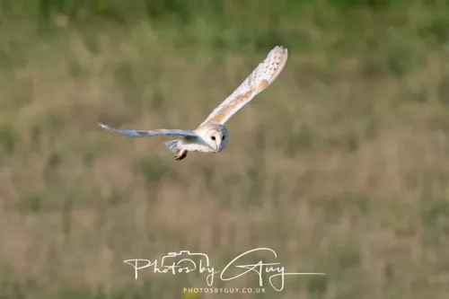 12 August 2025 - Near to Cleator Moor, West Cumbria - Hunting Barn Owls