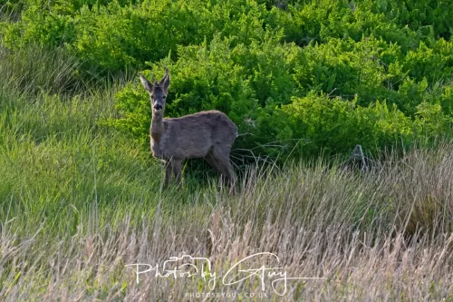 11 May 2025 : Marshland near Seascale, Cumbria - Roe Deer