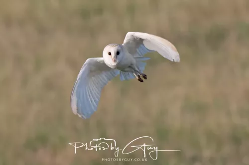 12 August 2025 - Near to Cleator Moor, West Cumbria - Hunting Barn Owls