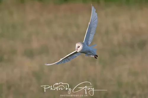 12 August 2025 - Near to Cleator Moor, West Cumbria - Hunting Barn Owls