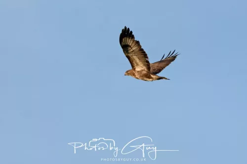 11 May 2025 : Marshland near Seascale, Cumbria -Buzzard