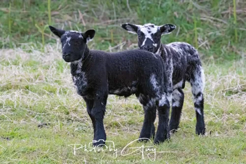 11 May 2025 : Marshland near Seascale, Cumbria - Lamb