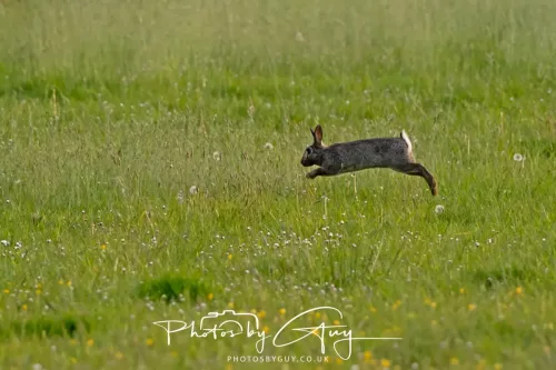 11 May 2025 : Marshland near Seascale, Cumbria - Rabbit