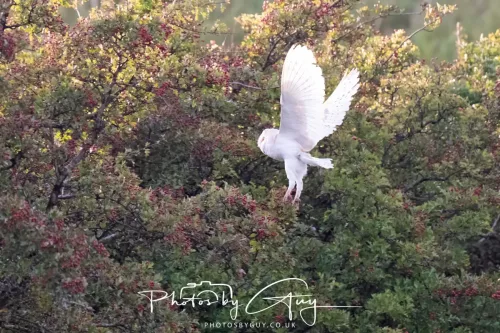 12 August 2025 - Near to Cleator Moor, West Cumbria - Hunting Barn Owls