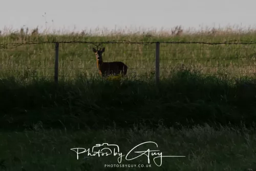 12 August 2025 - Near to Cleator Moor, West Cumbria -Roe Deer watching the Owls