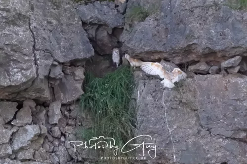 12 August 2025 - Near to Cleator Moor, West Cumbria - Hunting Barn Owls