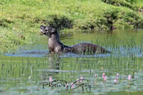 08 July 2025 - Otter in West Cumbria