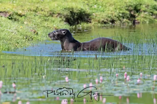 08 July 2025 - Otter in West Cumbria