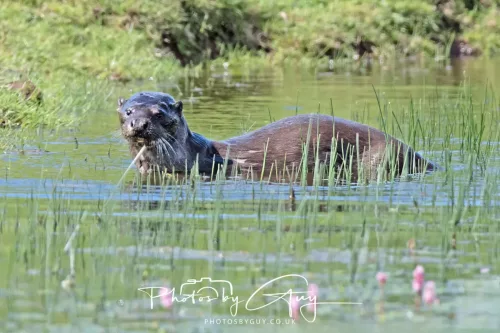 08 July 2025 - Otter in West Cumbria
