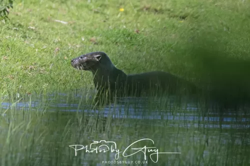 08 July 2025 - Otter in West Cumbria