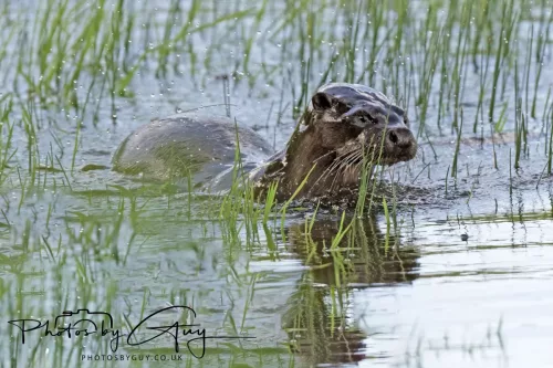 08 July 2025 - Otter in West Cumbria