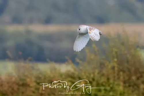 12 August 2025 - Near to Cleator Moor, West Cumbria - Hunting Barn Owls