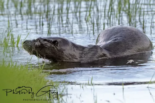 08 July 2025 - Otter in West Cumbria
