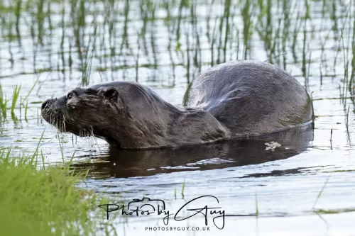 08 July 2025 - Otter in West Cumbria