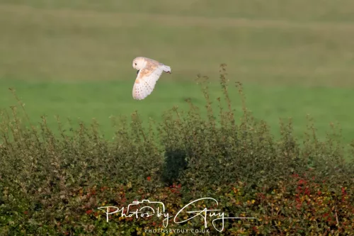 12 August 2025 - Near to Cleator Moor, West Cumbria - Hunting Barn Owls