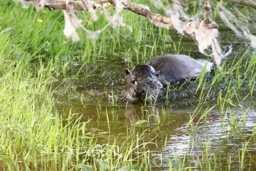 08 July 2025 - Otter in West Cumbria