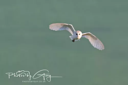 12 August 2025 - Near to Cleator Moor, West Cumbria - Hunting Barn Owls