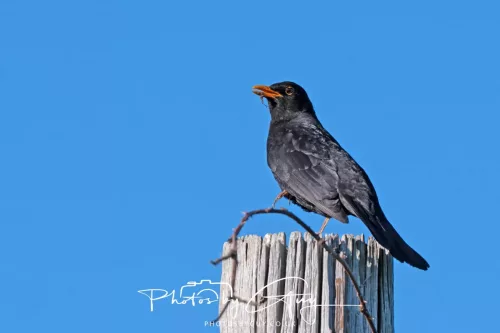 13 May 2025 : Near Beckermet - Blackbird singing