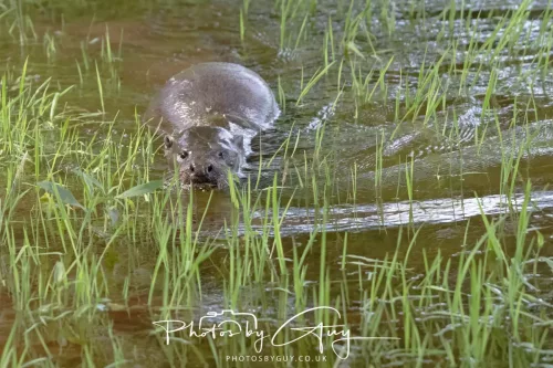 08 July 2025 - Otter in West Cumbria