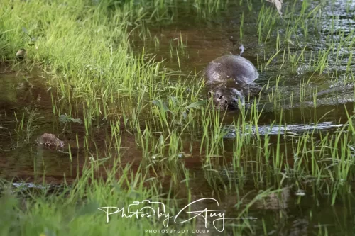 08 July 2025 - Otter in West Cumbria