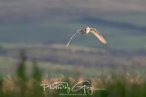 12 August 2025 - Near to Cleator Moor, West Cumbria - Hunting Barn Owls