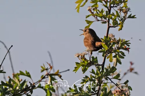 13 May 2025 : Near Beckermet - Wren in good voice
