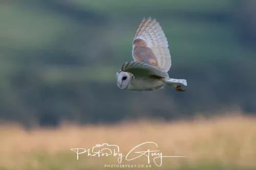 12 August 2025 - Near to Cleator Moor, West Cumbria - Hunting Barn Owls