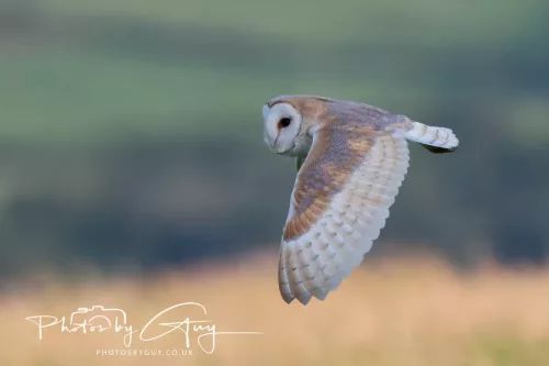12 August 2025 - Near to Cleator Moor, West Cumbria - Hunting Barn Owls