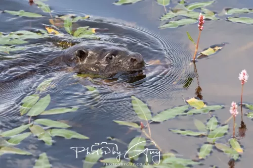 08 July 2025 - Otter in West Cumbria