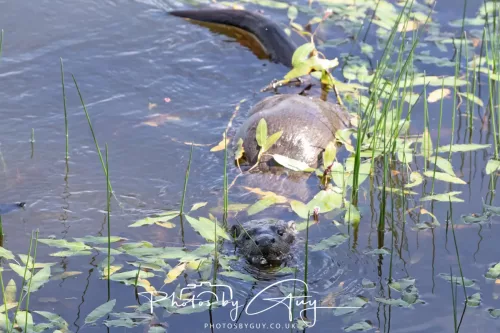 08 July 2025 - Otter in West Cumbria