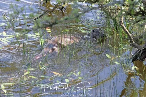 08 July 2025 - Otter in West Cumbria