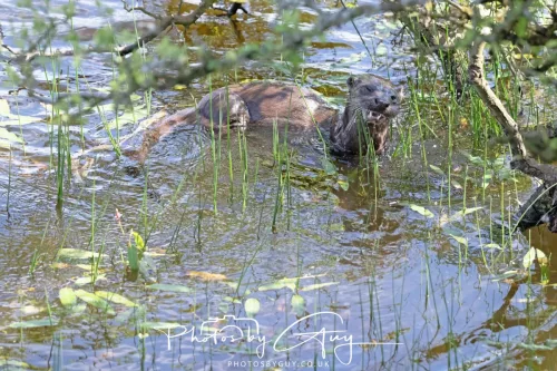 08 July 2025 - Otter in West Cumbria