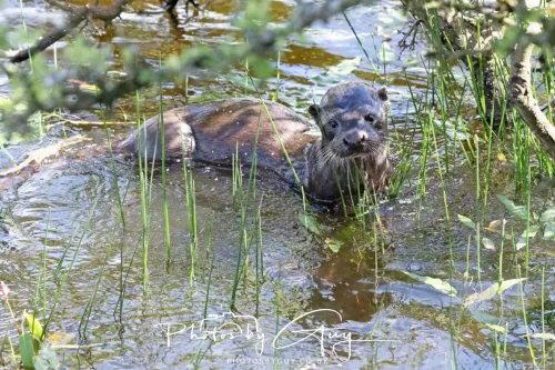 08 July 2025 - Otter in West Cumbria
