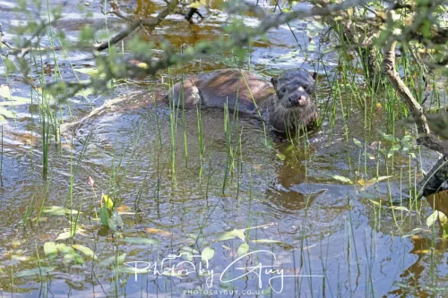 08 July 2025 - Otter in West Cumbria