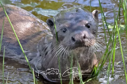 08 July 2025 - Otter in West Cumbria