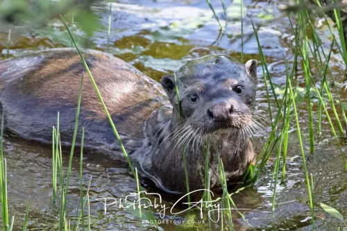 08 July 2025 - Otter in West Cumbria