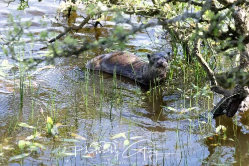 08 July 2025 - Otter in West Cumbria