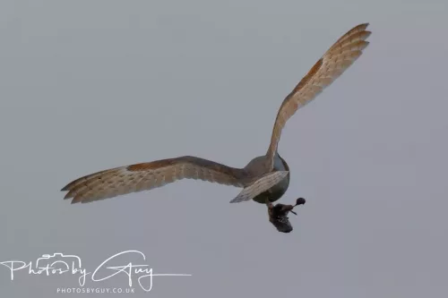 12 August 2025 - Near to Cleator Moor, West Cumbria - Hunting Barn Owls
