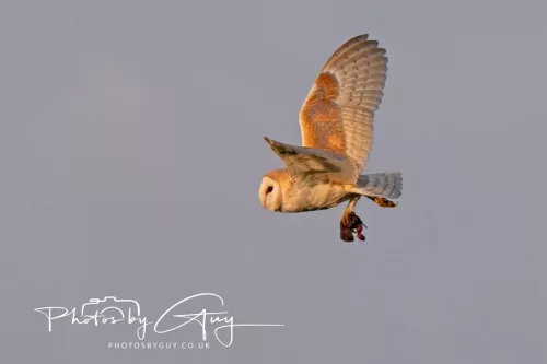 12 August 2025 - Near to Cleator Moor, West Cumbria - Hunting Barn Owls