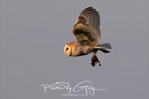 12 August 2025 - Near to Cleator Moor, West Cumbria - Hunting Barn Owls