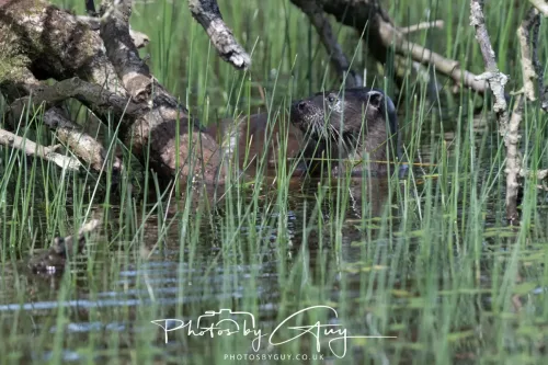 08 July 2025 - Otter in West Cumbria