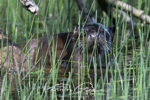 08 July 2025 - Otter in West Cumbria