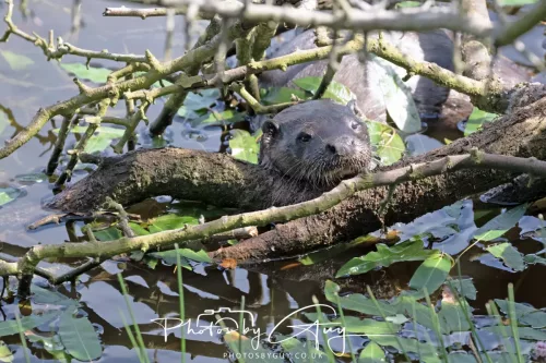 08 July 2025 - Otter in West Cumbria