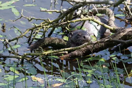 08 July 2025 - Otter in West Cumbria