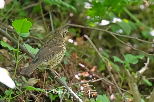 17 May 2025 : Parkside, West Cumbria
