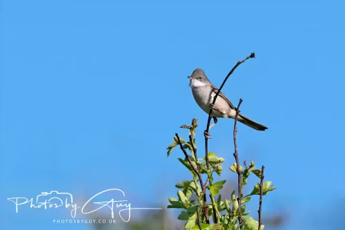 14 May 2025 : Near Beckermet - Common Whitethroat