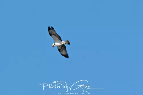17 May 2025 : Near Ulverston, location withheld : Osprey