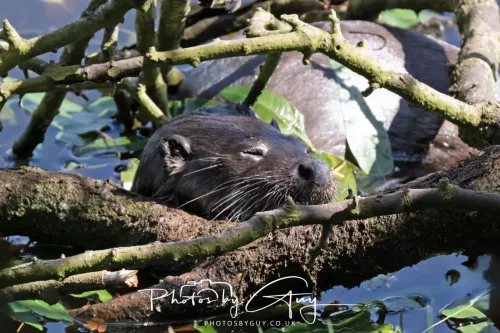 08 July 2025 - Otter in West Cumbria